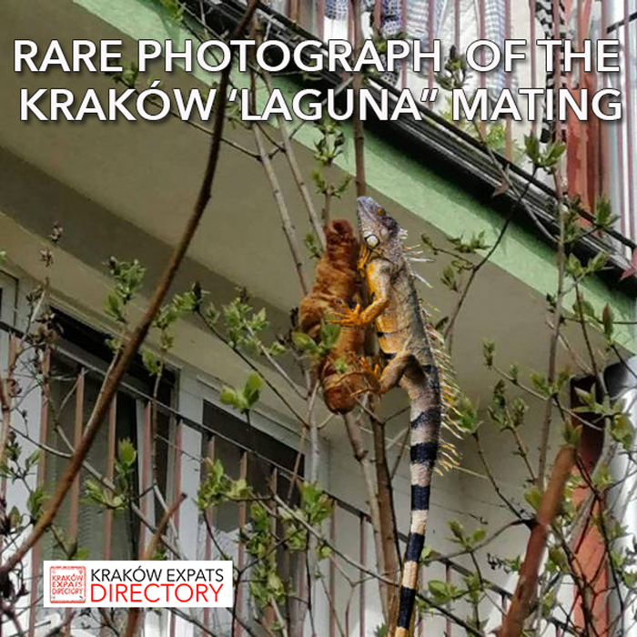 Krakow Iguana Laguna mating croissant